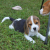 Photo №3. Beaux chiots Beagle. Allemagne