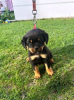 Photos supplémentaires: Chiots rottweilers