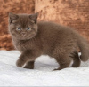 Photo №1. british shorthair - à vendre en ville de Jacksonville | 379€ | Annonce № 102179