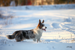 Photo №1. welsh corgi - à vendre en ville de Saint-Pétersbourg | Négocié | Annonce №5291