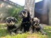 Photo №4. Je vais vendre schnauzer moyen en ville de Belgrade.  - prix - négocié