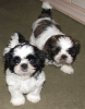 Photo №1. shih tzu - à vendre en ville de Барсена-де-Сисеро | Gratuit | Annonce №40110