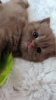 Photo №1. british shorthair - à vendre en ville de Niedenstein | 810€ | Annonce № 75510