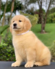 Photo №1. golden retriever - à vendre en ville de Stockholm | négocié | Annonce №84610