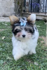 Photo №4. Je vais vendre yorkshire terrier en ville de Ioannina. éleveur - prix - 1900€