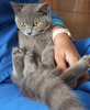 Photo №1. british shorthair - à vendre en ville de Munich | 255€ | Annonce № 108913