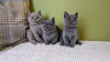 Photo №4. Je vais vendre british shorthair en ville de Wiesbaden. de la fourrière, de l'abri, éleveur - prix - 350€