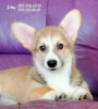 Photo №1. welsh corgi - à vendre en ville de Dnipro | 1171€ | Annonce №37014