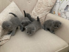 Photo №1. scottish fold - à vendre en ville de Cologne | 300€ | Annonce № 82113