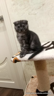 Photo №4. Je vais vendre scottish straight, scottish fold en ville de Minsk. annonce privée - prix - 90€