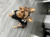 Photo №1. yorkshire terrier - à vendre en ville de Cracovie | 478€ | Annonce №66103