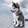 Photo №1. husky de sibérie - à vendre en ville de Paris | Gratuit | Annonce №110683