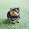 Photo №1. yorkshire terrier - à vendre en ville de Brno | négocié | Annonce №111768