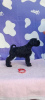 Photo №3. Chiots Schnauzer nain. Serbie