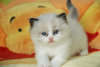 Photo №1. ragdoll - à vendre en ville de Munich | négocié | Annonce № 109235