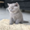 Photo №1. british shorthair - à vendre en ville de Bamberg | Gratuit | Annonce № 116384