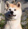 Photo №4. Je vais vendre akita (chien) en ville de Cherkassky Bishkin. de la fourrière, éleveur - prix - négocié