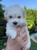 Photo №1. bichon bolonais - à vendre en ville de Bogumin | négocié | Annonce №20723