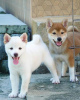 Photo №3. Des chiots Shiba Inu conscients pour de bons foyers. La Grande-Bretagne