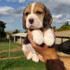 Photos supplémentaires: Beaux chiots beagle