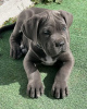 Photo №3. Chiots Cane Corso. USA