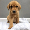 Photo №1. labrador retriever - à vendre en ville de Москва | 350€ | Annonce №13062