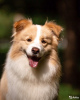 Photos supplémentaires: Chiots border collie, le chien le plus intelligent du monde