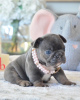 Photo №1. bouledogue - à vendre en ville de Helsinki | 350€ | Annonce №117309