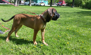 Photo №2 de l'annonce № 6676 de la vente cane corso - acheter à Fédération de Russie éleveur