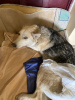 Photo №2 de l'annonce № 90699 de la vente chien bâtard - acheter à Biélorussie annonce privée