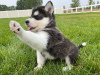 Photo №1. husky de sibérie - à vendre en ville de Валлетта | 379€ | Annonce №58270