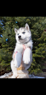 Photo №2 de l'annonce № 1668 de la vente husky de sibérie - acheter à Fédération de Russie éleveur