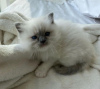 Photo №1. ragdoll - à vendre en ville de Thousand Palms | 284€ | Annonce № 77894