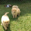 Photo №1. golden retriever - à vendre en ville de Malacky | 340€ | Annonce №29004