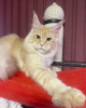 Photo №2 de l'annonce № 109880 de la vente maine coon - acheter à USA annonce privée