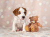 Photo №4. Je vais vendre jack russell terrier en ville de Kiev. annonce privée - prix - 558€