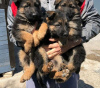 Photos supplémentaires: Chiots berger allemand