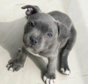 Photo №1. american pit bull terrier - à vendre en ville de Дублин | Gratuit | Annonce №120585