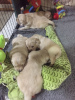 Photos supplémentaires: Chiots Golden Retriever en bonne santé disponibles maintenant à la vente