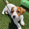 Photo №1. jack russell terrier - à vendre en ville de Sarajevo | négocié | Annonce №119848