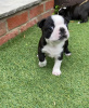 Photo №3. Adorables chiots Boston Terrier en adoption gratuite. Allemagne