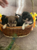 Photos supplémentaires: Vente de chiots toy terrier
