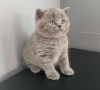 Photo №1. british shorthair - à vendre en ville de Orlando | 398€ | Annonce № 102885