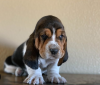 Photo №1. basset hound - à vendre en ville de Prague | négocié | Annonce №96390