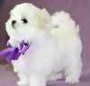 Photo №1. bichon maltais - à vendre en ville de Berlin | négocié | Annonce №115857