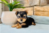 Photo №3. Teacup Yorkshire Terrier Puppy en adoption gratuite. Allemagne