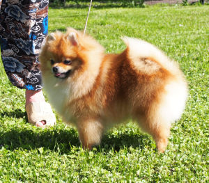 Photos supplémentaires: Tricoter jeune mâle Spitz Pomeranian