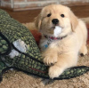 Photo №1. golden retriever - à vendre en ville de Tampere | Gratuit | Annonce №90700