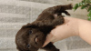 Photo №2 de l'annonce № 58236 de la vente yorkshire terrier - acheter à Turquie de la fourrière