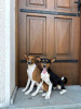 Photo №1. basenji - à vendre en ville de Vladičin Han | négocié | Annonce №110550